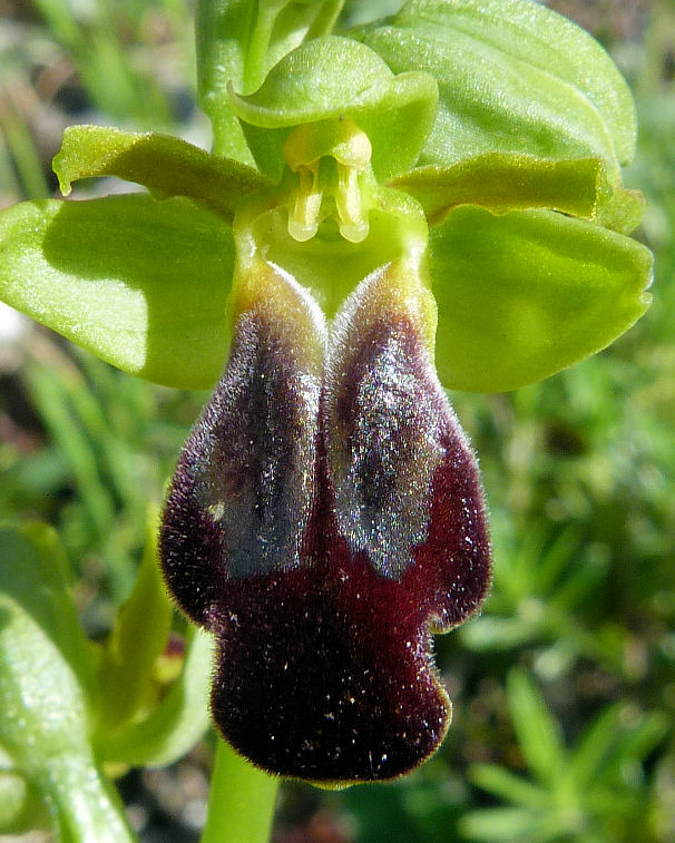 Ophrys lucana